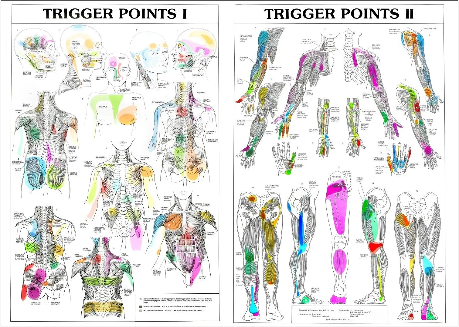 TRIGGER POINTS 1 2 ANATOMICAL DIAGRAM GUIDE CHART Art Picture Print Silk Poster Home Wall Decor
TRIGGER POINTS 1 2 ANATOMICAL DIAGRAM GUIDE CHART Art Picture Print Silk Poster Home Wall Decor