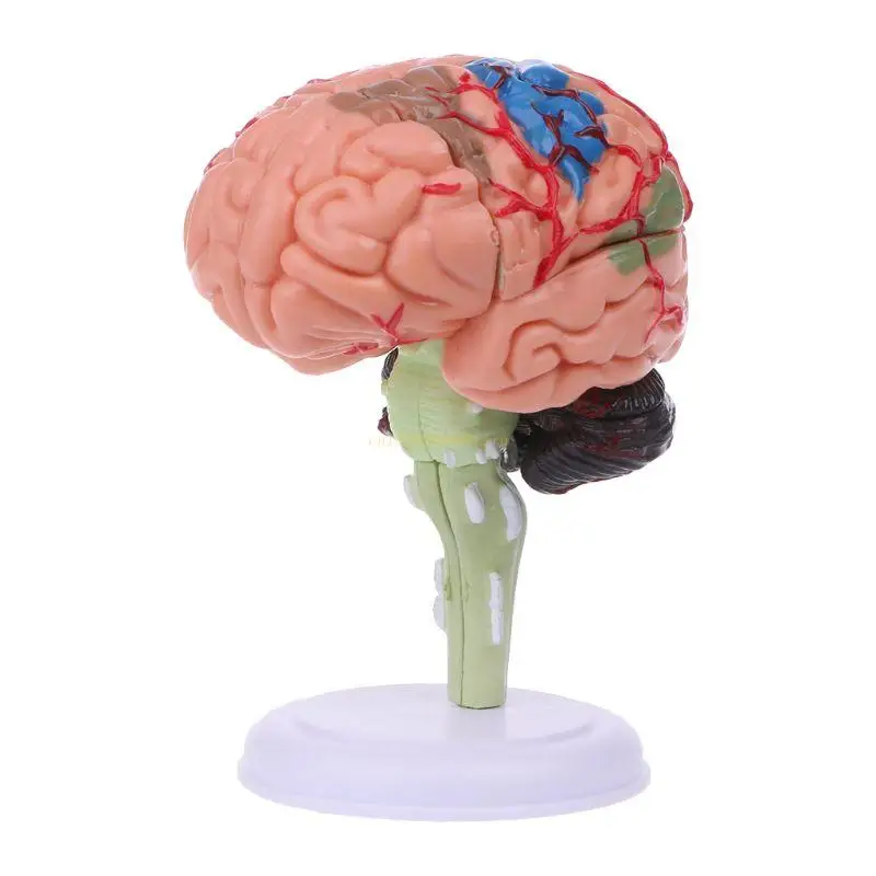 

4D Disassembled Anatomical Human Brain Model Anatomy Medical Teaching Tool Statu 63HD