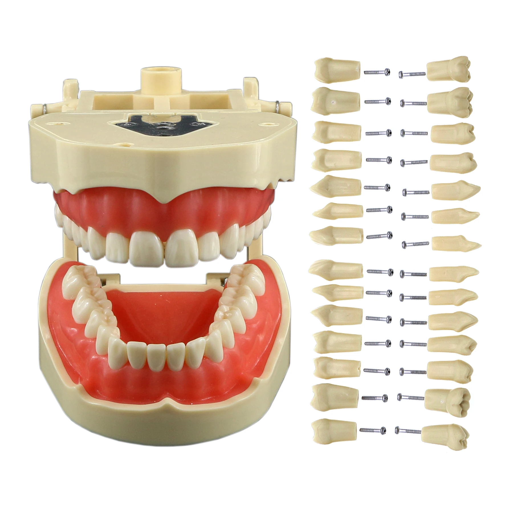 

Frasaco ANA-4 Type Fit Dental Standard Model With 28Pcs Screw-in Teeth Typodont Practice Filling Restoration Demo M8013 M8021
