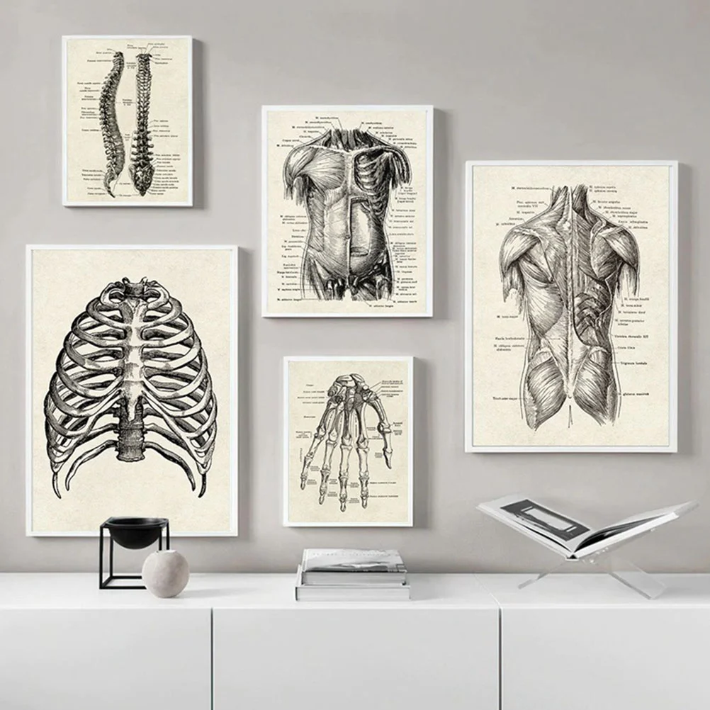 6 Pcs Human Anatomy Decor Home Chart Poster Artwork Learning Anatomical Paper Organ
6 Pcs Human Anatomy Decor Home Chart Poster Artwork Learning Anatomical Paper Organ
