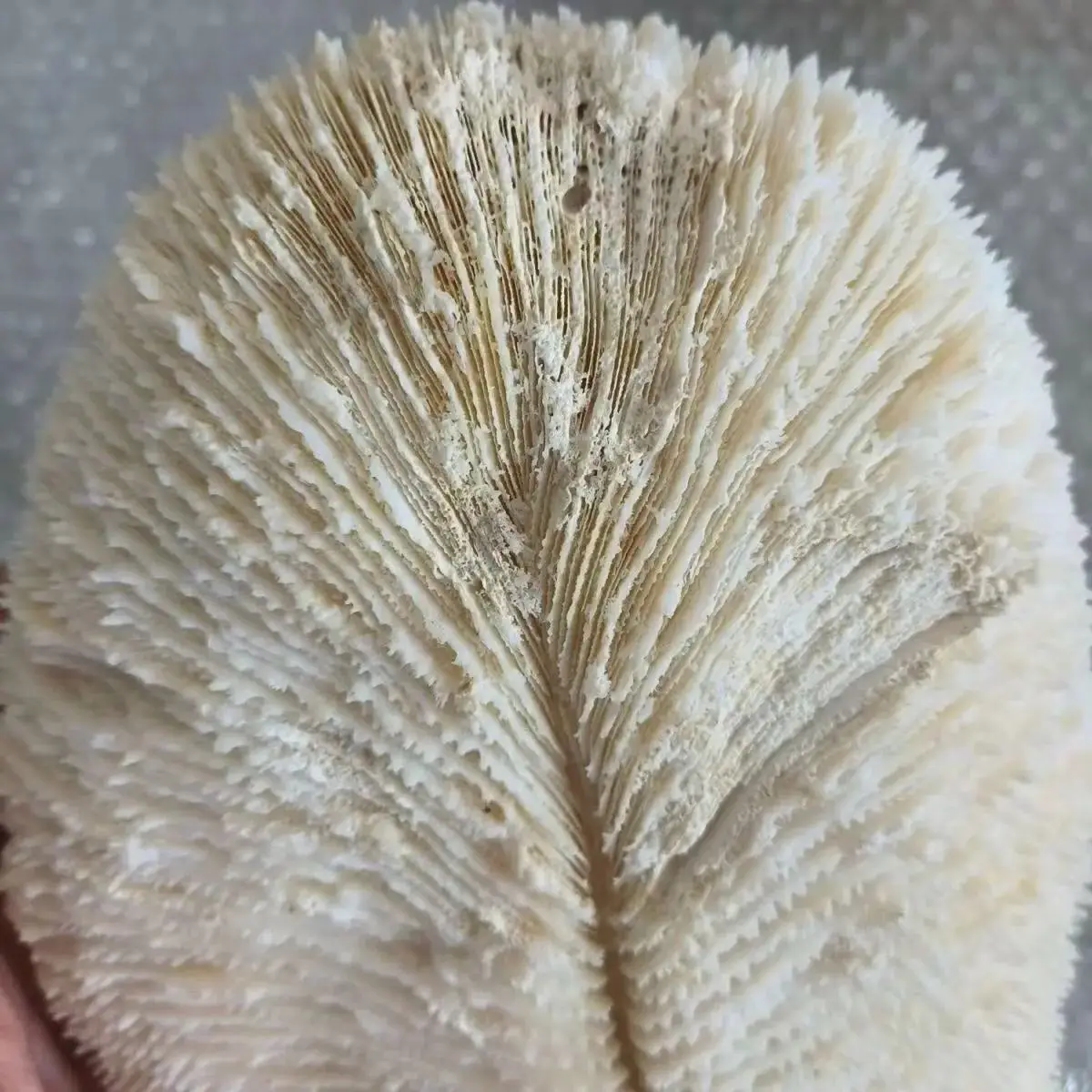 Натуральные камни кораллы грибы фрагменты
Натуральные камни кораллы грибы фрагменты