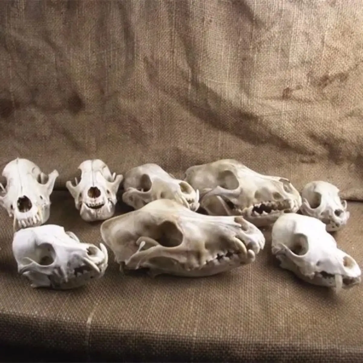 Реалистичный образец кости для собак, модель черепа, домашнее украшение, 1 шт. 
Реалистичный образец кости для собак, модель черепа, домашнее украшение, 1 шт.