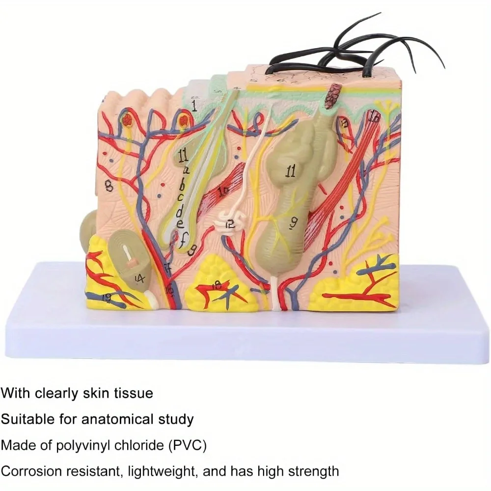 Анатомическая модель кожи 35X
Анатомическая модель кожи 35X