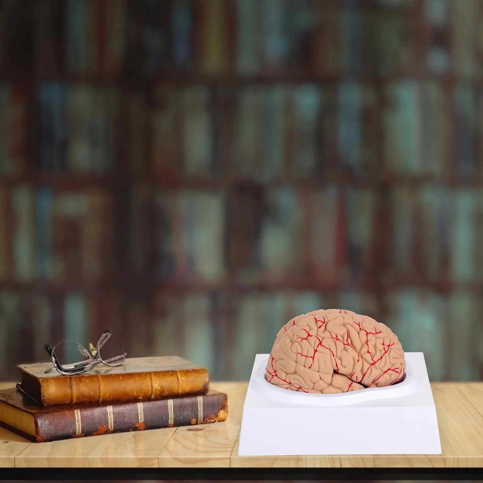 Brain Model Teaching Anatomical Anatomy Heart Module Mode 3D Life Training Suture Supplies Study Size Artery Human Accurate
Brain Model Teaching Anatomical Anatomy Heart Module Mode 3D Life Training Suture Supplies Study Size Artery Human Accurate