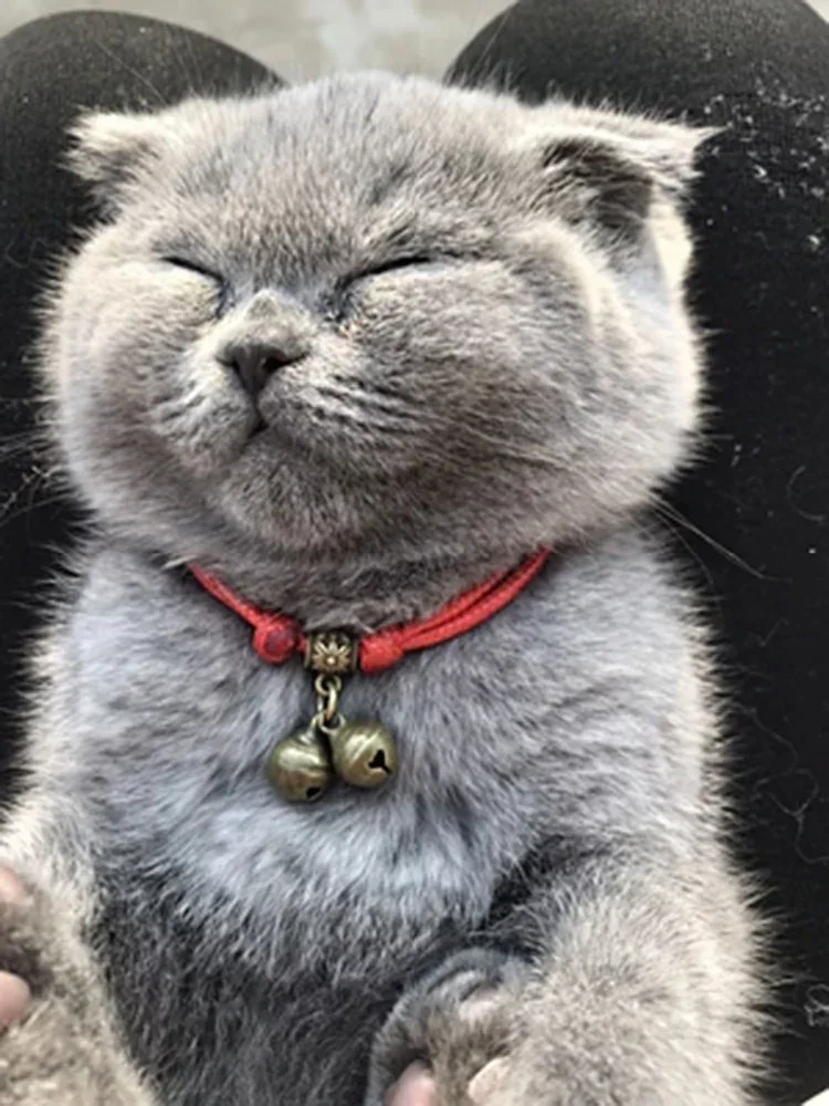 JMT Adjustable Pet Collar with Bell Pendant Lightweight Dog Cat Collar 7-11 inches, Red rope
JMT Adjustable Pet Collar with Bell Pendant Lightweight Dog Cat Collar 7-11 inches, Red rope
