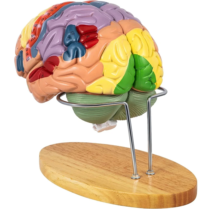 Human Brain Model Anatomy 4-Part Model Of Brain Teaching Human Brain For Science Classroom Study Display Model
Human Brain Model Anatomy 4-Part Model Of Brain Teaching Human Brain For Science Classroom Study Display Model
