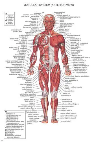 muscular system MEDICAL EDUCATIONAL scientific BODY detailed Art Picture Print Silk Poster Home Wall Decor
muscular system MEDICAL EDUCATIONAL scientific BODY detailed Art Picture Print Silk Poster Home Wall Decor
