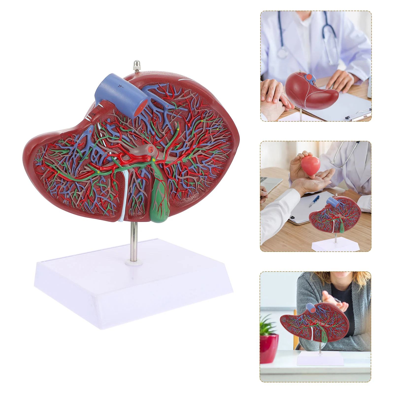 Анатомическая модель печени, анатомическая модель печени человека, обучающая модель с основой
Анатомическая модель печени, анатомическая модель печени человека, обучающая модель с основой