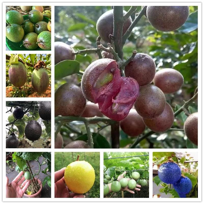 Passion Fruits support Vegetables Plants stand 30Pcs 
Passion Fruits support Vegetables Plants stand 30Pcs