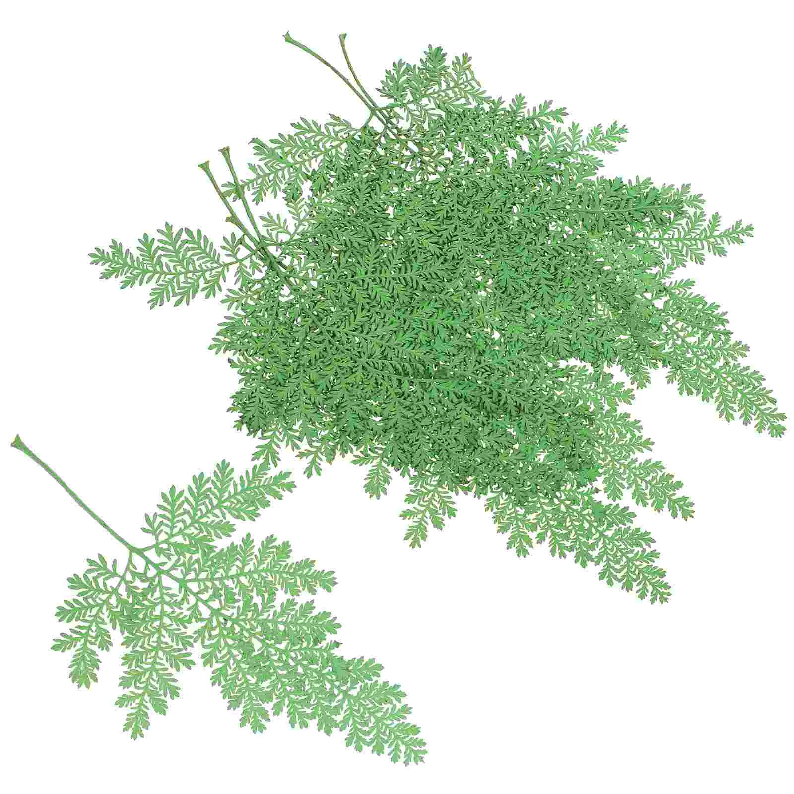 48Pcs Pressed Decorative Dried Leaves Material Dried Leaves Specimen Diy Accessory for Scrapbook Handcrafted Dairy DIY
48Pcs Pressed Decorative Dried Leaves Material Dried Leaves Specimen Diy Accessory for Scrapbook Handcrafted Dairy DIY
