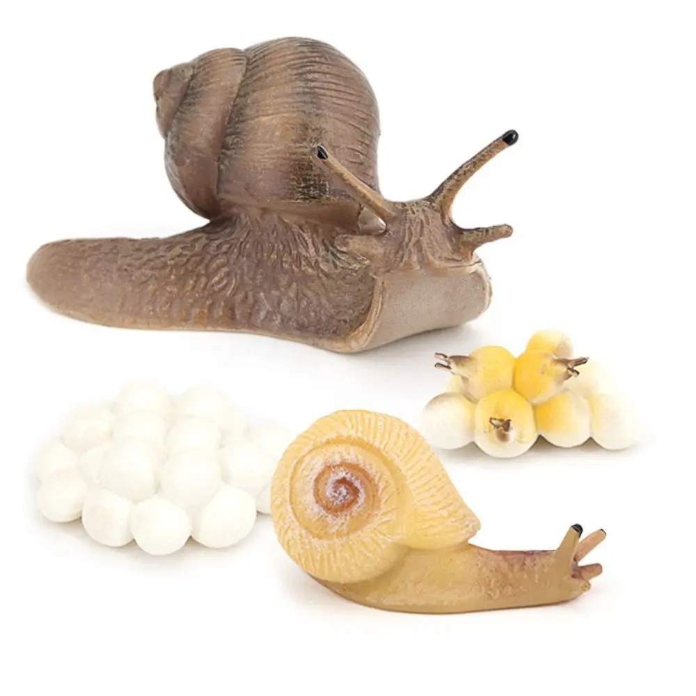 High Quality Education Puzzle Science Micro Landscape Snail Model Snail Statue Garden Decoration Simulation Insect
High Quality Education Puzzle Science Micro Landscape Snail Model Snail Statue Garden Decoration Simulation Insect