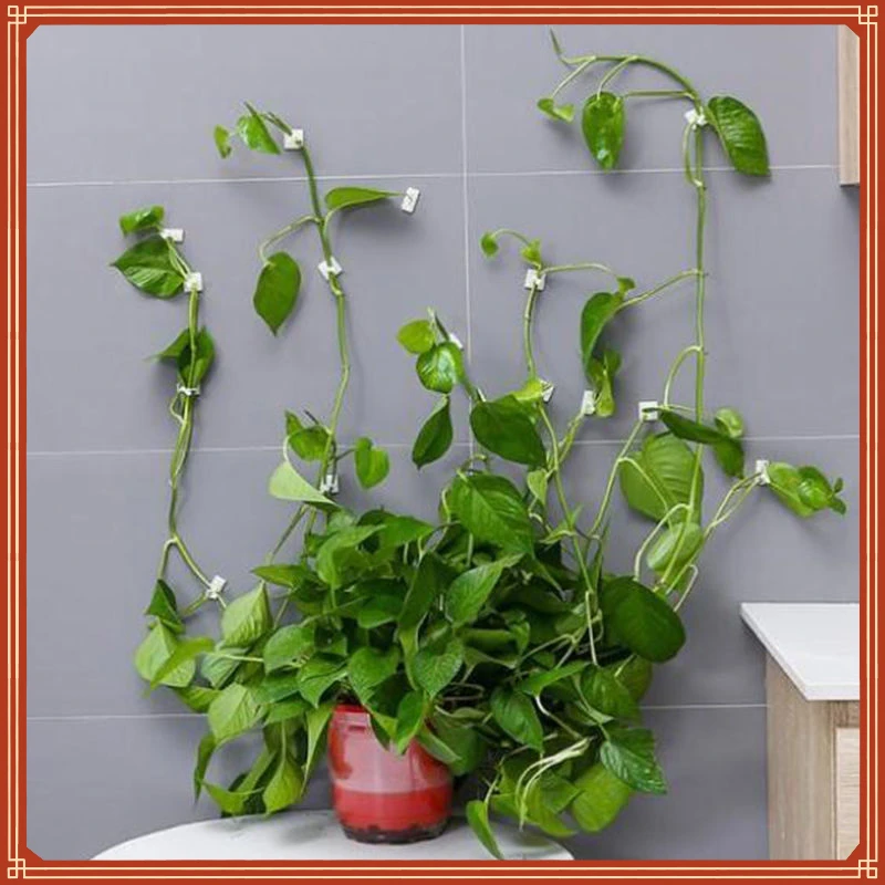 climbing wall Self-Adhesive Fastener Tied fixture Vine Buckle Hook Garden plant wall climbing Vine Clips Fixed Buckle Hookhome g 
climbing wall Self-Adhesive Fastener Tied fixture Vine Buckle Hook Garden plant wall climbing Vine Clips Fixed Buckle Hookhome g