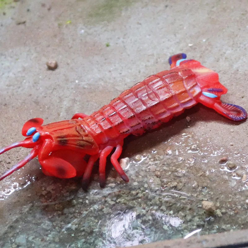 Oratosquilla Oratoria Model Shrimp Ocean Animals Action Figures Squillidae Cute Collection Realistic Decor Toy Educational Gift
Oratosquilla Oratoria Model Shrimp Ocean Animals Action Figures Squillidae Cute Collection Realistic Decor Toy Educational Gift