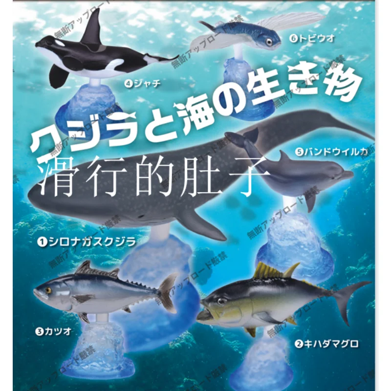 Морской организм Halobios EPOCHER, фигурка Кита, Акула, Тини, скидджек, дельфин, модель Volador, украшение, аксессуары, Капсульная игрушка 
Морской организм Halobios EPOCHER, фигурка Кита, Акула, Тини, скидджек, дельфин, модель Volador, украшение, аксессуары, Капсульная игрушка