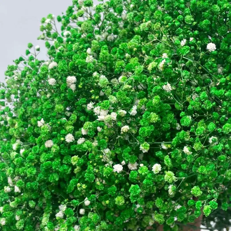 100gNatural Fresh Dried Preserved Flowers Gypsophila Paniculata,Baby's Breath Flower Bouquets Gift For Wedding Decoration Table
100gNatural Fresh Dried Preserved Flowers Gypsophila Paniculata,Baby's Breath Flower Bouquets Gift For Wedding Decoration Table
