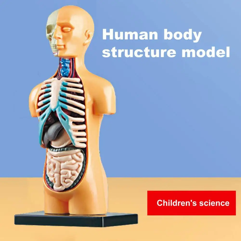 Anatomy Model 3D Puzzle Human Body Anatomy Model Educational Learning Organ Assembled Toy Body Organ Teaching Tool For Children
Anatomy Model 3D Puzzle Human Body Anatomy Model Educational Learning Organ Assembled Toy Body Organ Teaching Tool For Children