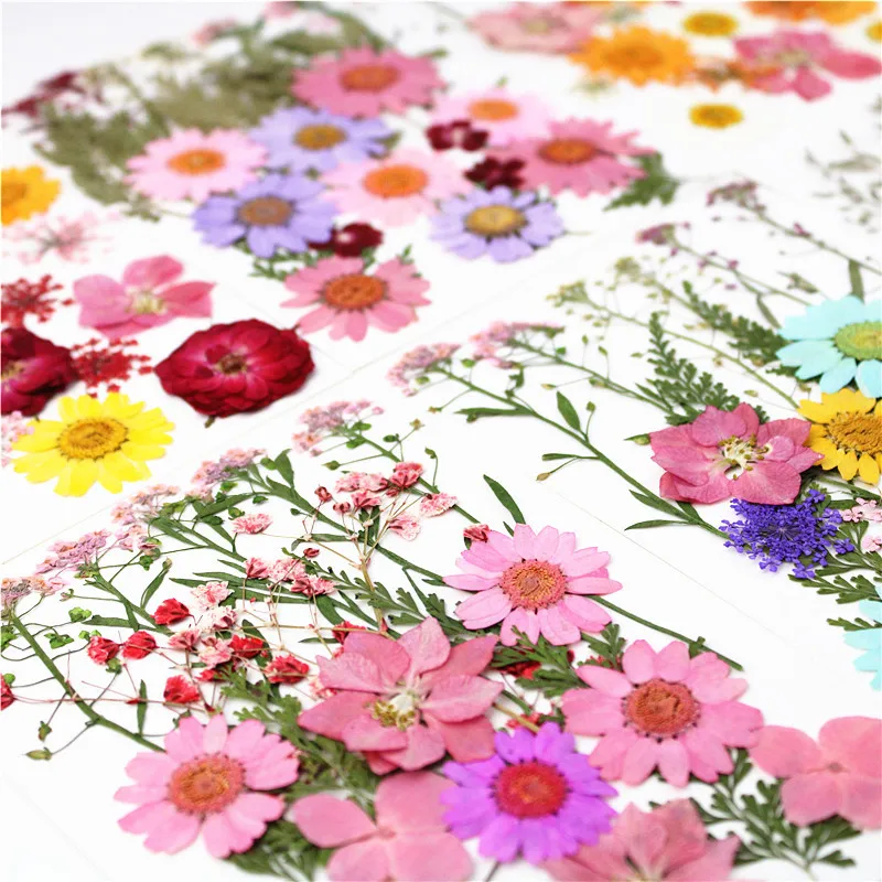 Dried Pressed Flower Leaves Tweezers Assorted Natural Daisy Flowers DIY Real Dry Flowers, Candle Decoration,Resin Epoxy Crafts
Dried Pressed Flower Leaves Tweezers Assorted Natural Daisy Flowers DIY Real Dry Flowers, Candle Decoration,Resin Epoxy Crafts