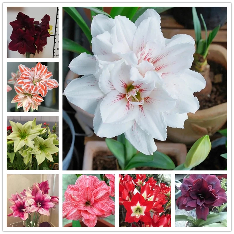 Ароматические свечи Amaryllis, лампочка для ароматерапии, ароматные растения, цветочный рисунок, 2 шт.