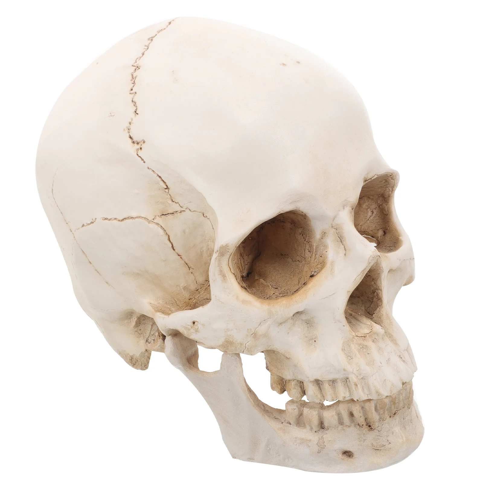 Resin Human Model Teaching Detachable Realistic Head Learning Medical Mannequins
Resin Human Model Teaching Detachable Realistic Head Learning Medical Mannequins
