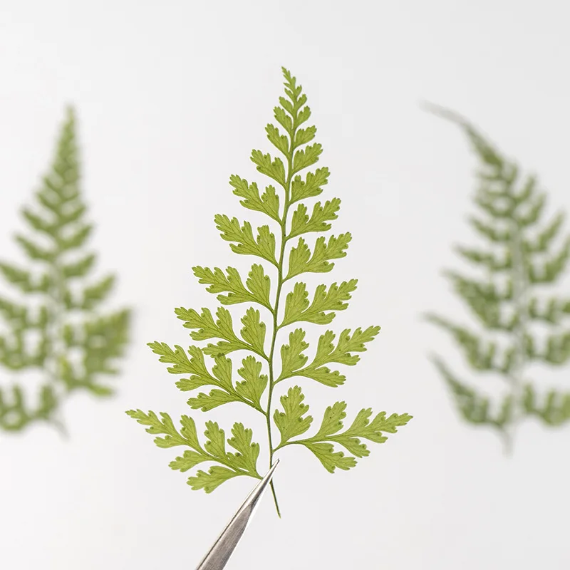 120/500pcs Dried Leaf Natural Lace Fern DIY Epoxy Crafts Student Handcraft Foliage Specimens Embossing Phone Case Bookmark
120/500pcs Dried Leaf Natural Lace Fern DIY Epoxy Crafts Student Handcraft Foliage Specimens Embossing Phone Case Bookmark