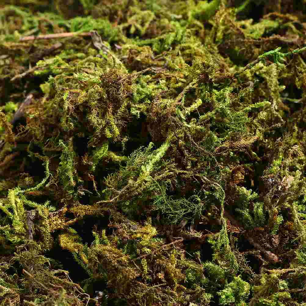 Fake Greenartificial Forfaux Preserved Pot Simulation Garden Diy Craft Dried Flowerpotted Lichen Decor Floral Terrarium Crafts
Fake Greenartificial Forfaux Preserved Pot Simulation Garden Diy Craft Dried Flowerpotted Lichen Decor Floral Terrarium Crafts