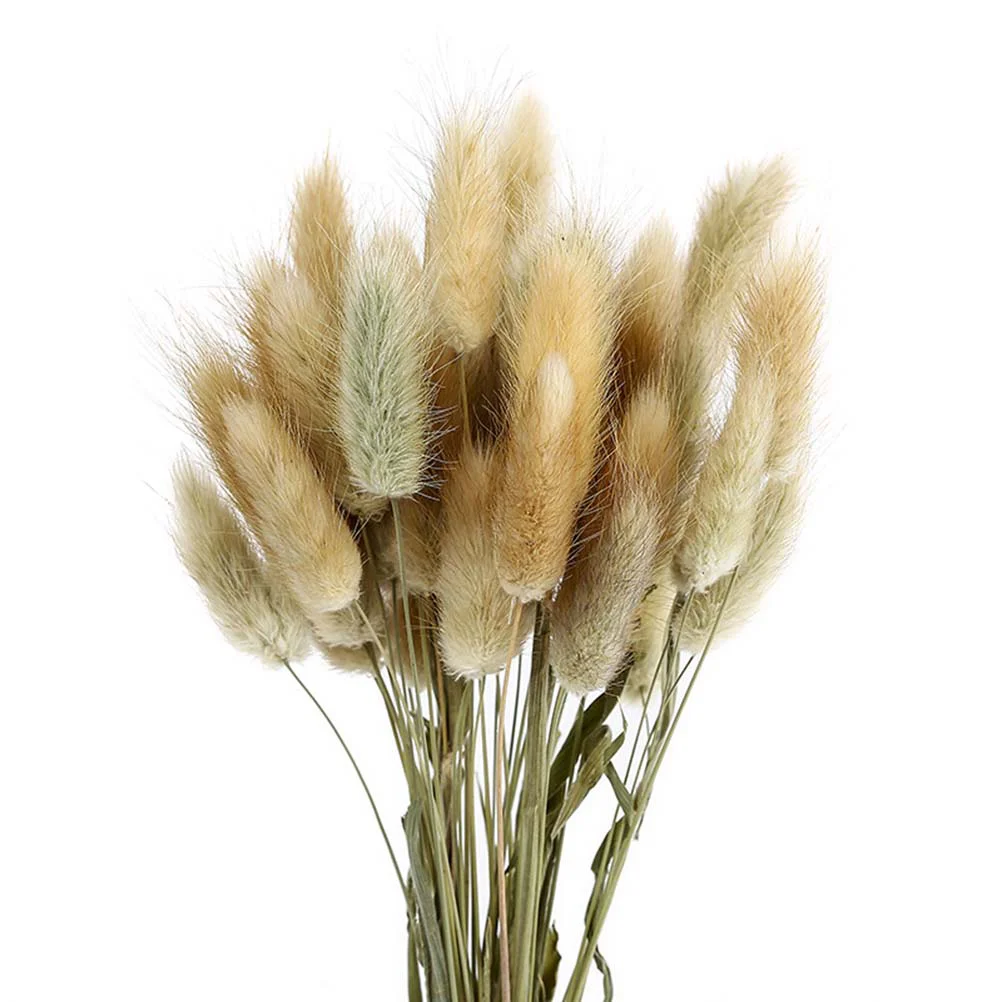 Tail Natural Dried Pastoral Shooting Rabbit Flowers Decorative Pennisetum Grass Photo Homeflowerbunny Decor Hay
Tail Natural Dried Pastoral Shooting Rabbit Flowers Decorative Pennisetum Grass Photo Homeflowerbunny Decor Hay