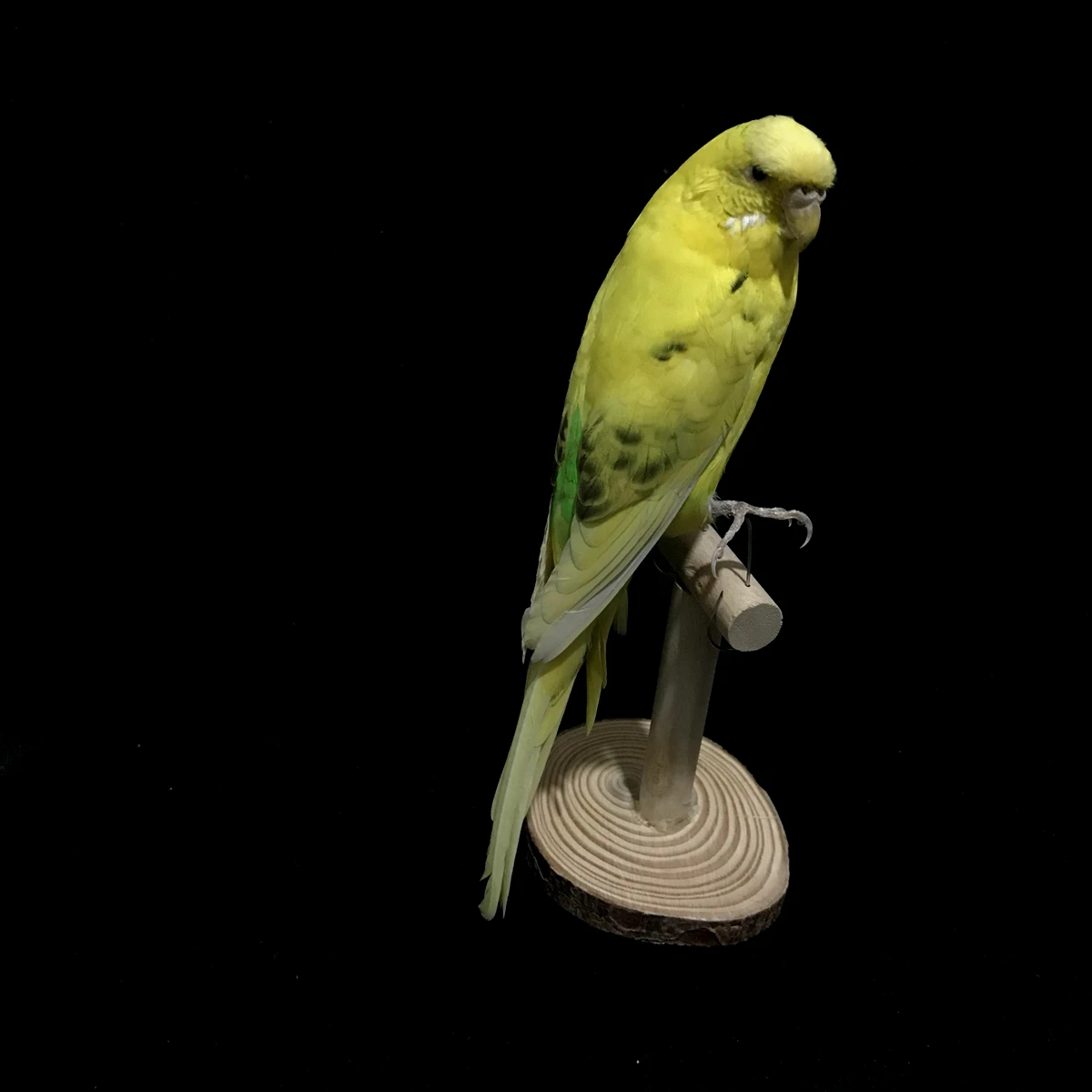 Taxidermy stuffing Eurasian yellow colour Melopsittacus undulatus / Budgerigar Budgie Parrot specimen Teaching / Decoration 
Taxidermy stuffing Eurasian yellow colour Melopsittacus undulatus / Budgerigar Budgie Parrot specimen Teaching / Decoration