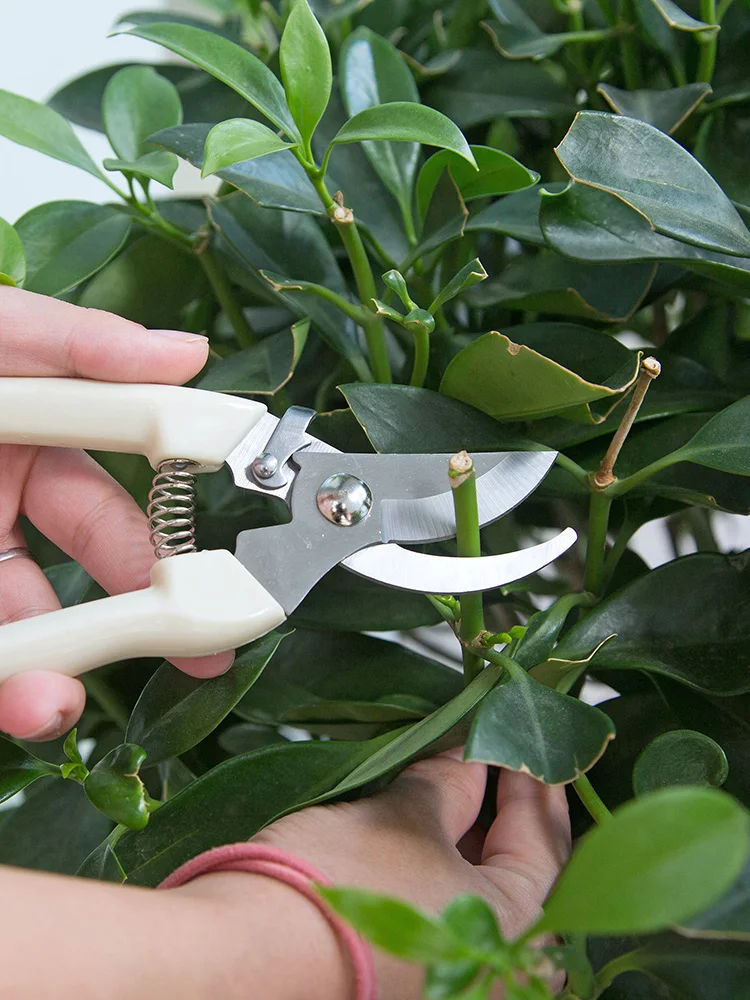 Garden Scissors Grafting Tool Fruit Tree Pruning Pruning Shears Hand Gardening Plant Scissor Branch Pruner Trimmer Tools
Garden Scissors Grafting Tool Fruit Tree Pruning Pruning Shears Hand Gardening Plant Scissor Branch Pruner Trimmer Tools
