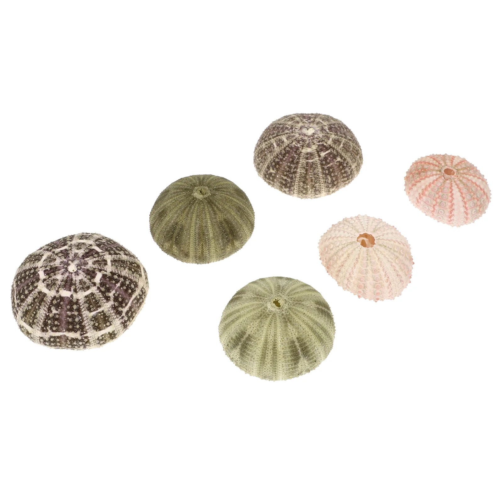 Sea Urchinair Shell Planter Holder Shells Pot Decor Pots Tillandsia Conch Seashell Container Nautical Crafts Decorative
Sea Urchinair Shell Planter Holder Shells Pot Decor Pots Tillandsia Conch Seashell Container Nautical Crafts Decorative