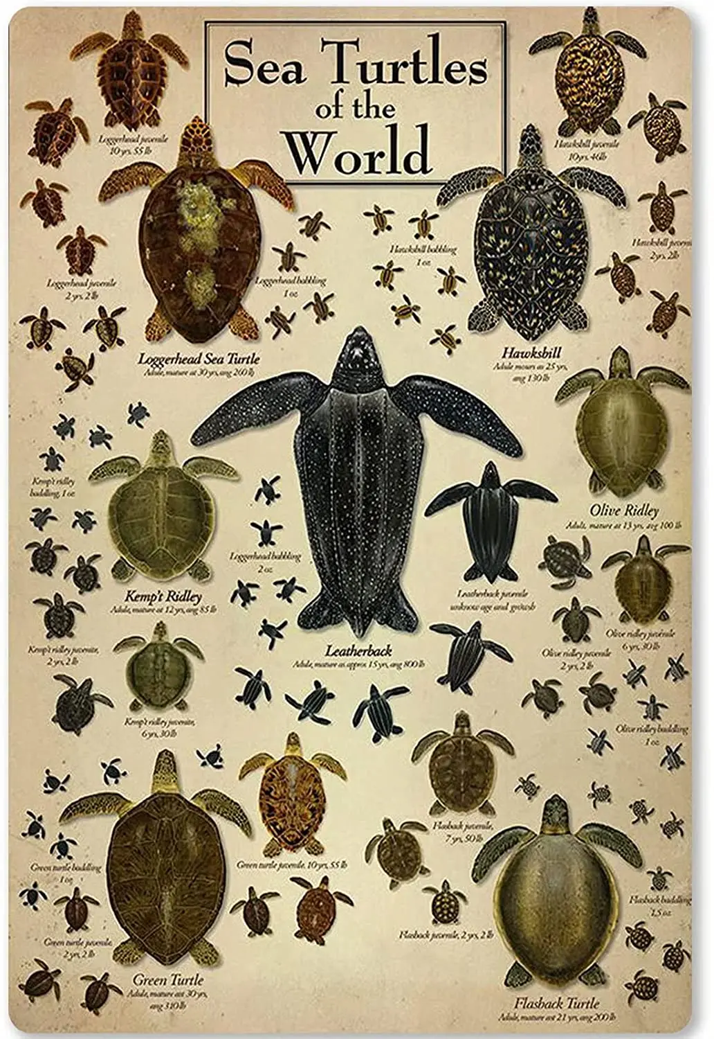 Metal Tin Sign Sea Turtles of The World Knowledge Infographic School Home Kitchen Club Education Posters for Walls 8x12 Inches
Metal Tin Sign Sea Turtles of The World Knowledge Infographic School Home Kitchen Club Education Posters for Walls 8x12 Inches