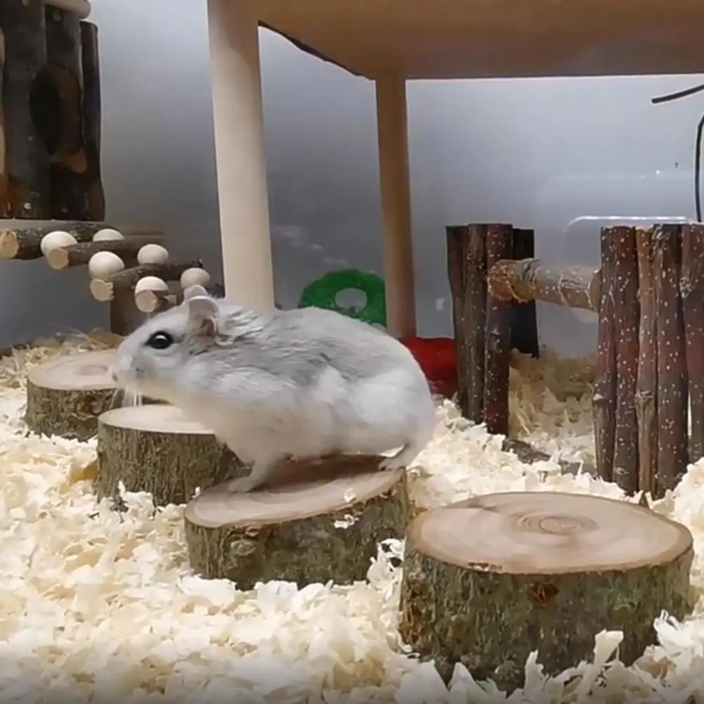 Premium Small Pet Toy Compact Small Animal Platform Jumping Toy Natural Lightweight Squirrel Platform for Gerbil
Premium Small Pet Toy Compact Small Animal Platform Jumping Toy Natural Lightweight Squirrel Platform for Gerbil
