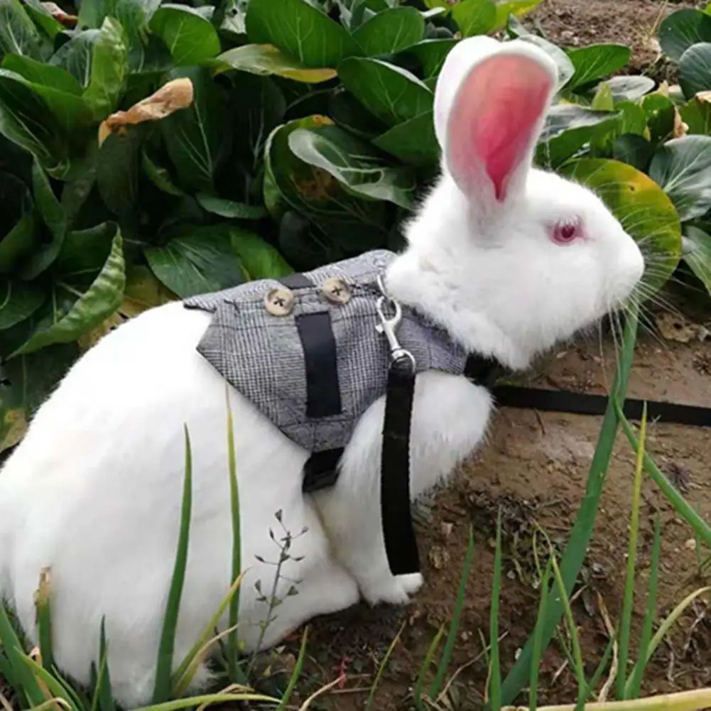 Rabbit Harness Useful Fabric Easy to Use Walking Safety Leashes for Small Animal Vest Chest Strap Walking Leash
Rabbit Harness Useful Fabric Easy to Use Walking Safety Leashes for Small Animal Vest Chest Strap Walking Leash