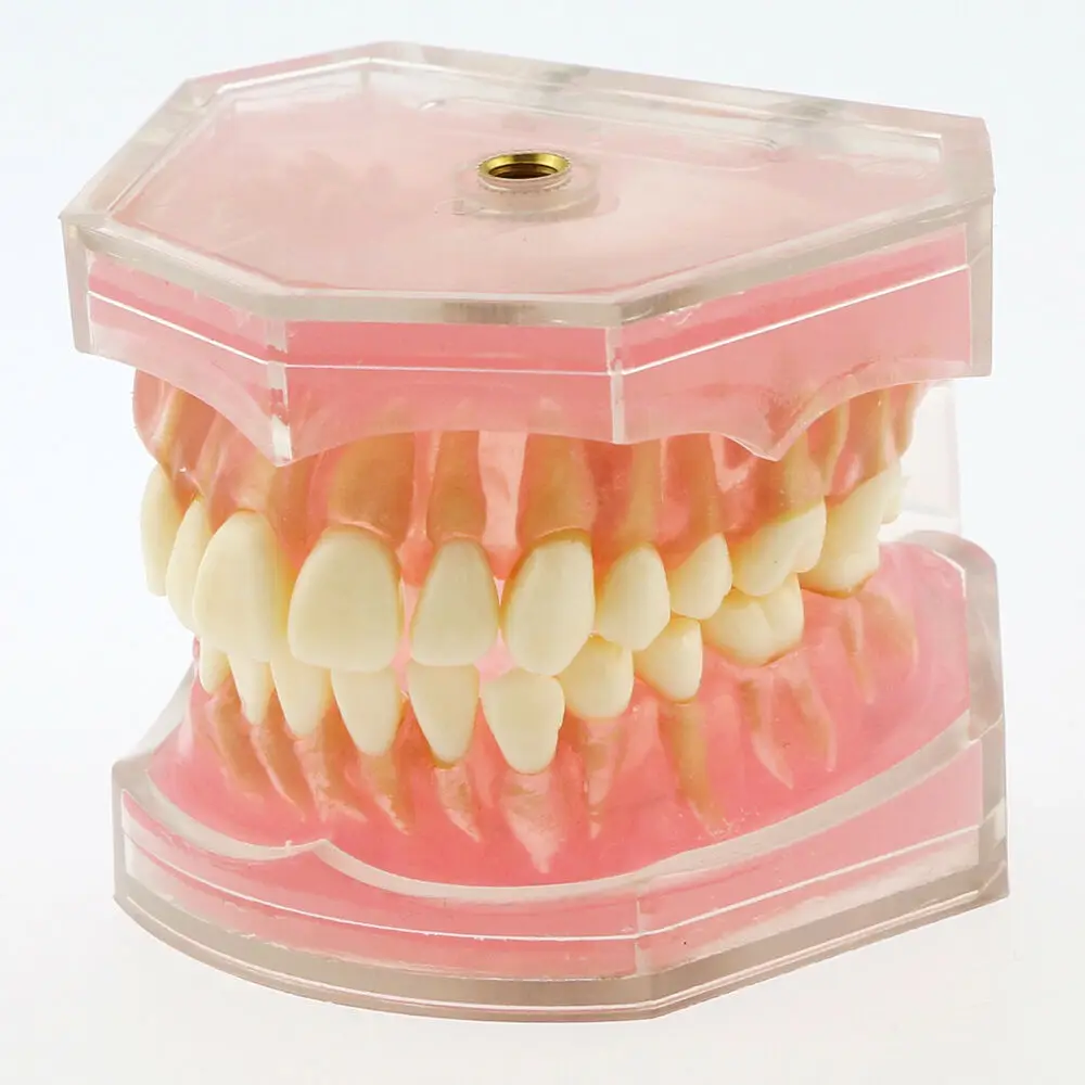 

Стандартная модель US Dental, модель зубы M7008, зубная нить ортодонтическая