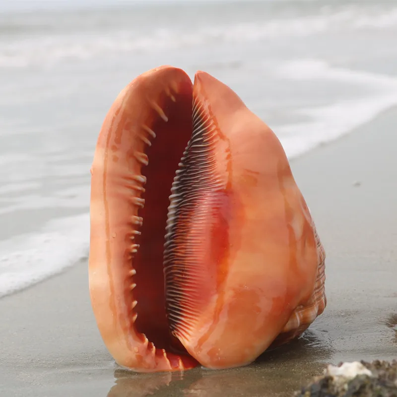 2022 Natural Oversized Shell Conch Four Famous Conch Gifts Fish Tank Decorations Ornaments Landscape Aquarium
2022 Natural Oversized Shell Conch Four Famous Conch Gifts Fish Tank Decorations Ornaments Landscape Aquarium