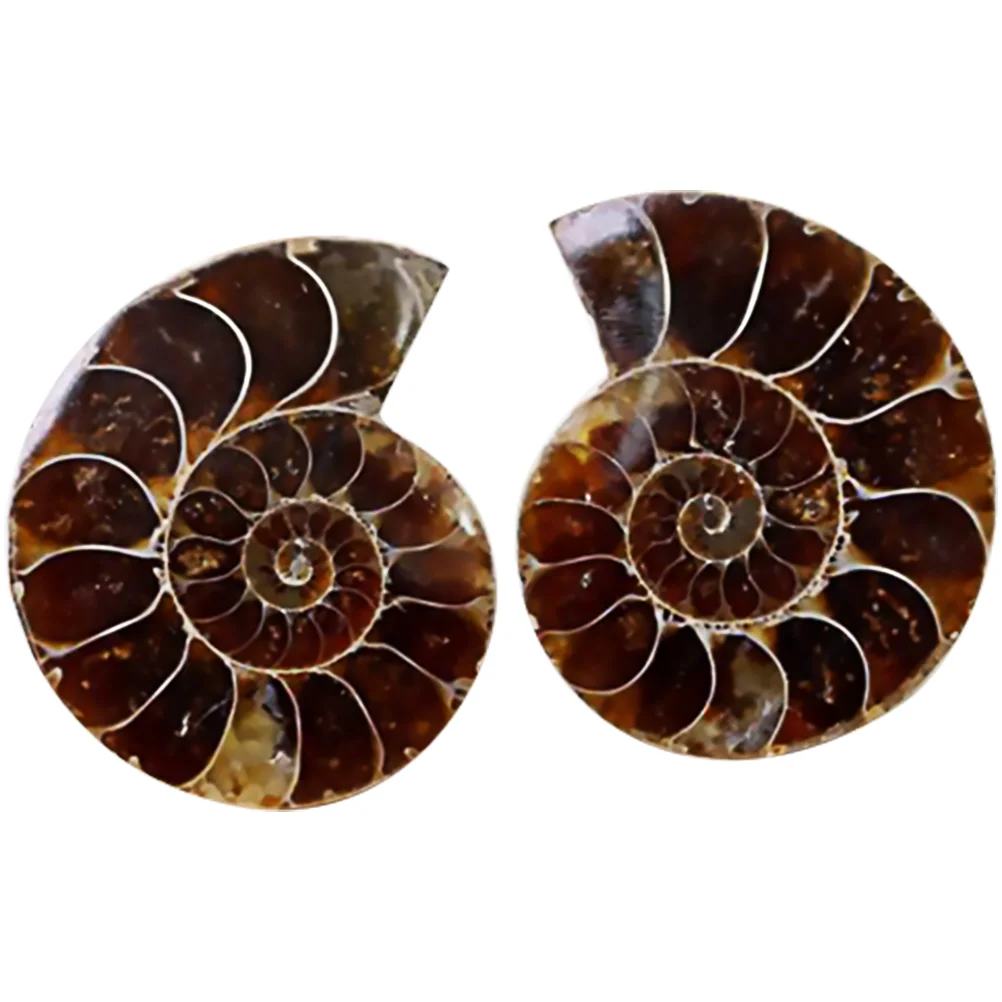 Fossil Specimen Shell Decoration Ammonite Specimens Fossils Crystal Collection Home Stones Teaching Model Adornment Crinoid
Fossil Specimen Shell Decoration Ammonite Specimens Fossils Crystal Collection Home Stones Teaching Model Adornment Crinoid
