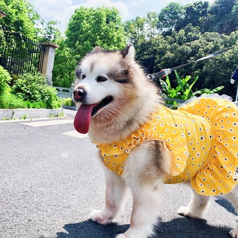 Spring, Summer, Dog, Cat Clothes Sea Waves Falbala Little Daisy Fresh Golden Retriever Samoyed Skirt Teddy Bear Than Alaska
Spring, Summer, Dog, Cat Clothes Sea Waves Falbala Little Daisy Fresh Golden Retriever Samoyed Skirt Teddy Bear Than Alaska