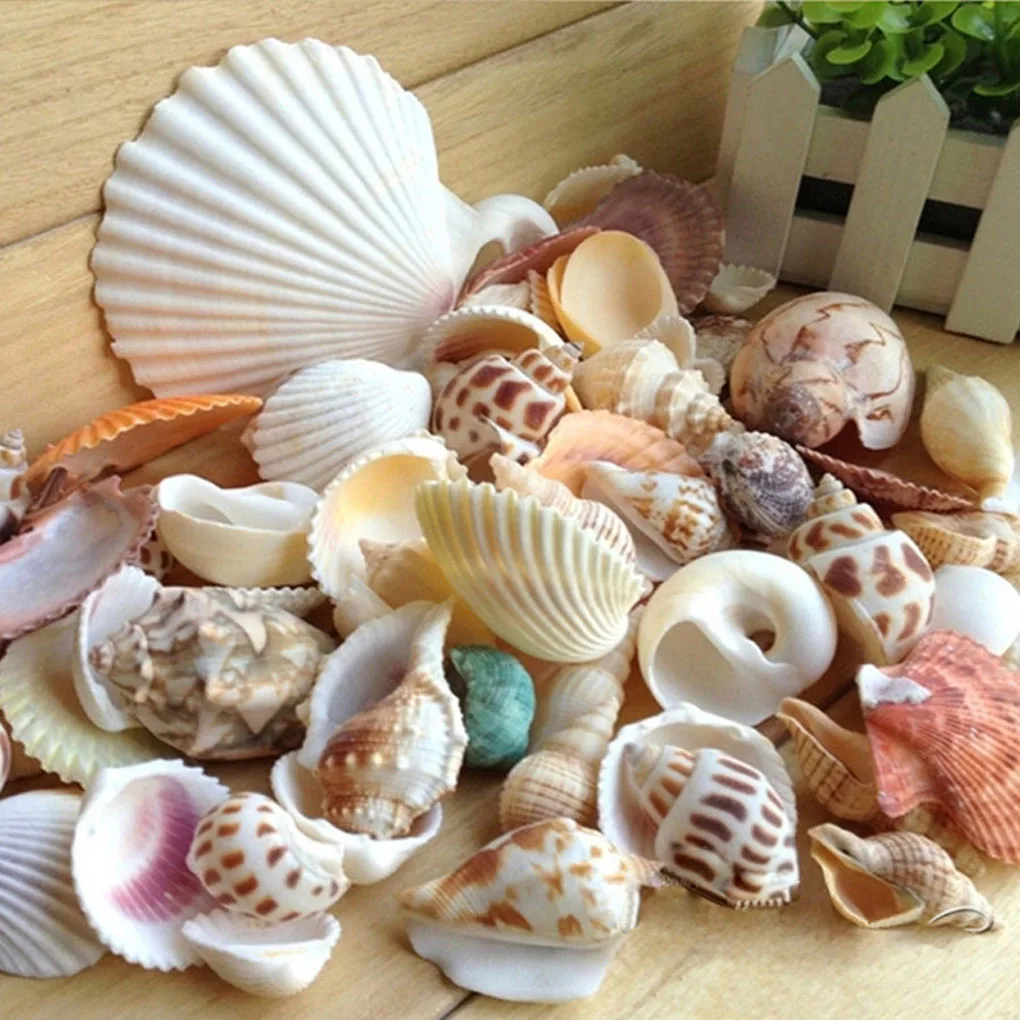 200g/pack Natural Beach Shell&Conch SeaShells Aquarium Fish Tank Landscaping Decoration
200g/pack Natural Beach Shell&Conch SeaShells Aquarium Fish Tank Landscaping Decoration