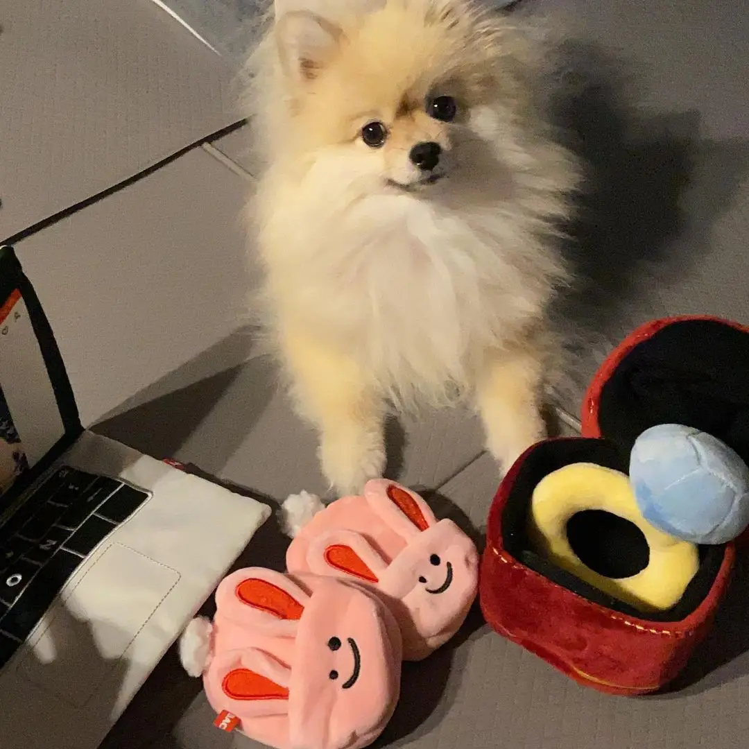 Creative Ring Box Plush Toy Love Diamond Stuffed Pet Tibetan Food Chew Toy Sounds Puppies Kids Dog Bitter Interested Toys
Creative Ring Box Plush Toy Love Diamond Stuffed Pet Tibetan Food Chew Toy Sounds Puppies Kids Dog Bitter Interested Toys