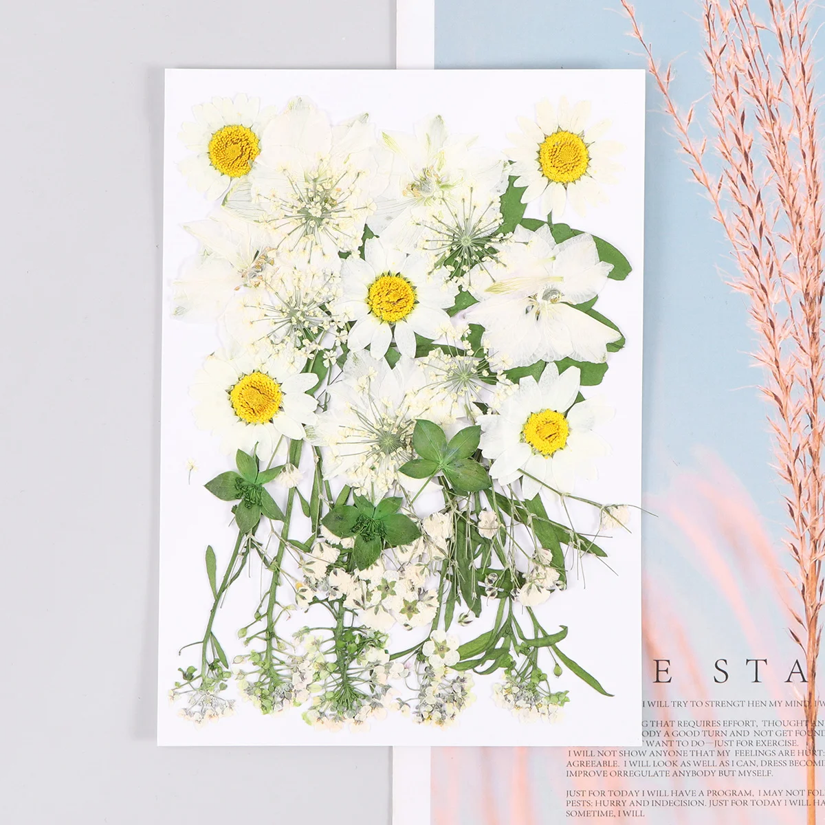 Flowers Dried Nailpreserved Crafts Larkspur Herbariummaking Resinsoap Stickers Scrapbooking Supplies 3D Specimen Flower Pressed
Flowers Dried Nailpreserved Crafts Larkspur Herbariummaking Resinsoap Stickers Scrapbooking Supplies 3D Specimen Flower Pressed