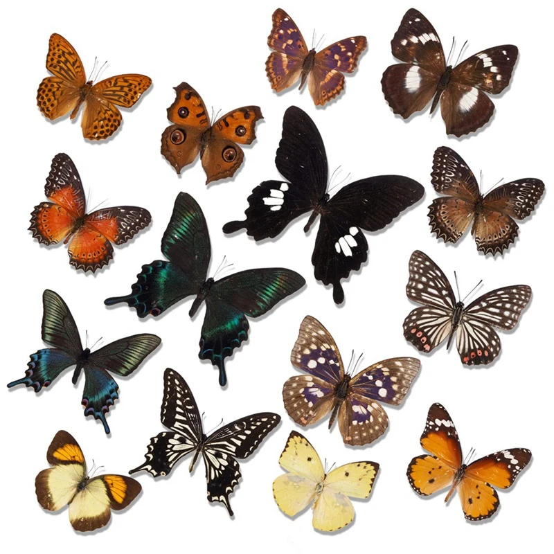 15 PCS Taxidermy Butterfly Specimen Artwork Material Decor Taxidermy Animals Supplies For Science Education Multicolor 
15 PCS Taxidermy Butterfly Specimen Artwork Material Decor Taxidermy Animals Supplies For Science Education Multicolor