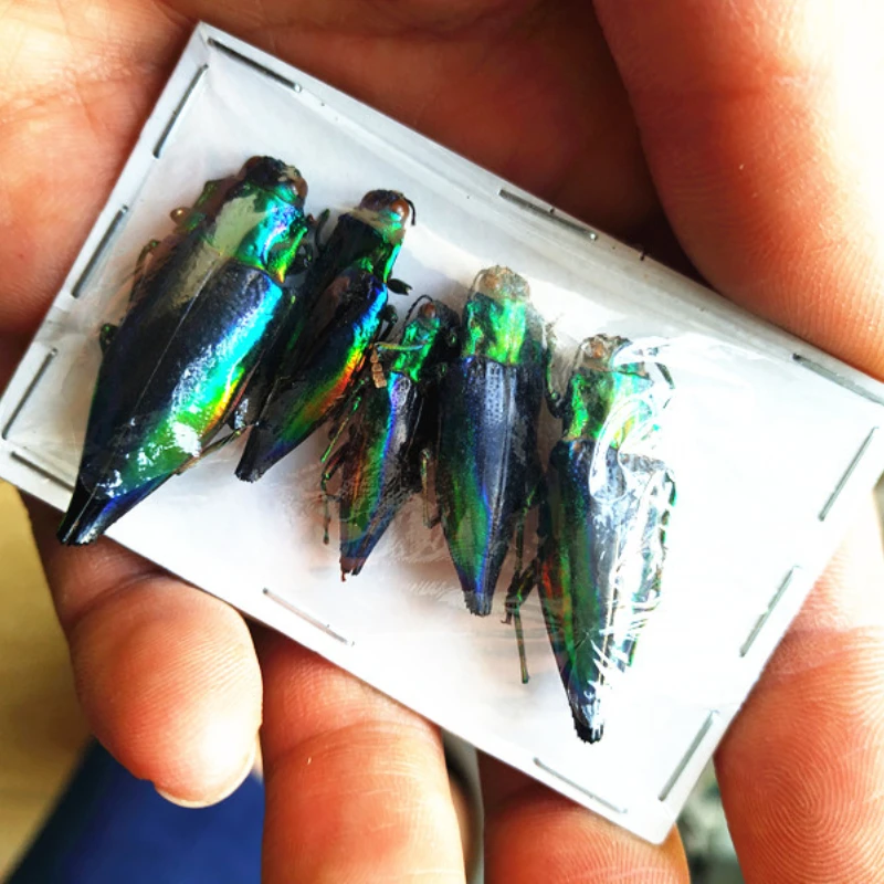 Collection of real insect specimens of Gyrdia alphagata Cyphogastra calepyga desk decoration home decoration accessories
Collection of real insect specimens of Gyrdia alphagata Cyphogastra calepyga desk decoration home decoration accessories