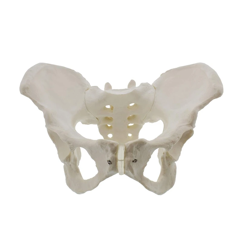 Life Size Female Pelvis Model, Hip Model - Female Anatomy Model, Hip Bone Pelvic Model Female Anatomical Model
Life Size Female Pelvis Model, Hip Model - Female Anatomy Model, Hip Bone Pelvic Model Female Anatomical Model