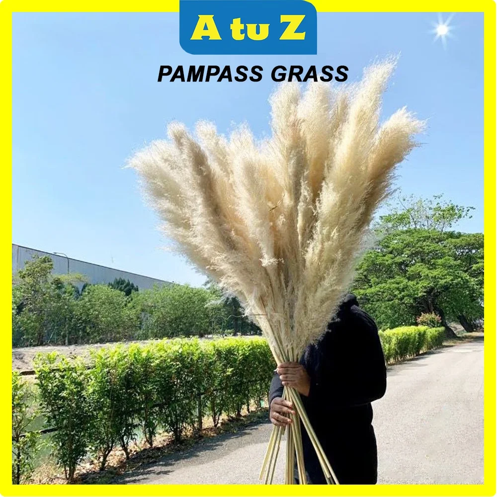 ATUZ 1Stalk Pampas Preserved Dry Grass Real Fluffy Pampas Tall decoration Flower Arragement AtuZ Penang
ATUZ 1Stalk Pampas Preserved Dry Grass Real Fluffy Pampas Tall decoration Flower Arragement AtuZ Penang