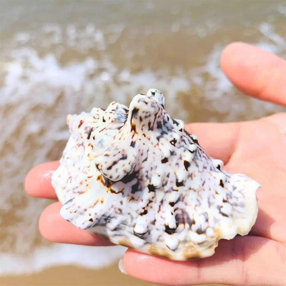 Natural Shell Conch Fish Tank Landscaping Aquarium Home Shooting Mediterranean Decor Decoration Props Style Seashell Orname T2I6
Natural Shell Conch Fish Tank Landscaping Aquarium Home Shooting Mediterranean Decor Decoration Props Style Seashell Orname T2I6