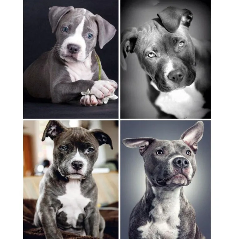 American Pit Bull Terrier Diamond Painting Cute Black and White Pitbull Puppies Diy Diamond Mosaic Cross Stitch Kits Room Decor
American Pit Bull Terrier Diamond Painting Cute Black and White Pitbull Puppies Diy Diamond Mosaic Cross Stitch Kits Room Decor