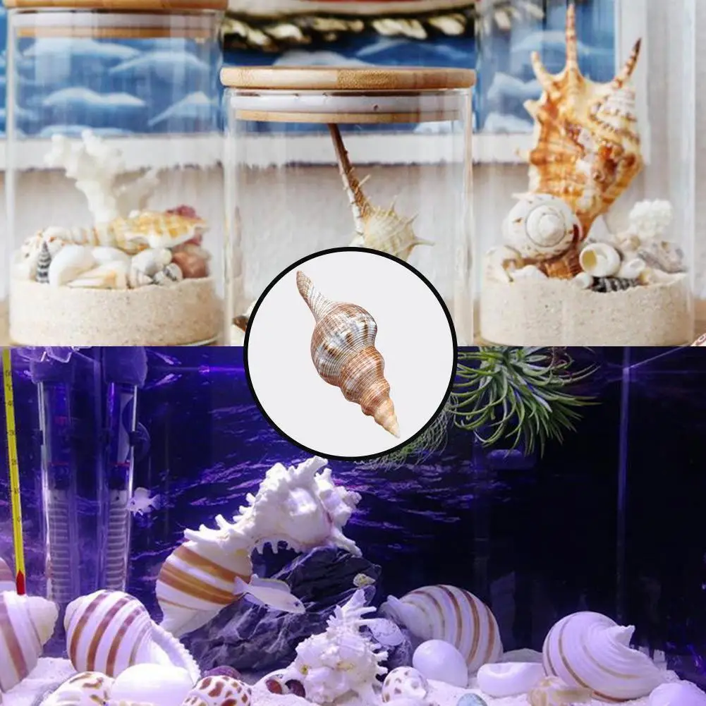Natural Conch Shell Red Snail Specimen Snail Fish Tank Landscaping Aquarium Marine Crab Ornaments Crustacean Hermit Style I4I9
Natural Conch Shell Red Snail Specimen Snail Fish Tank Landscaping Aquarium Marine Crab Ornaments Crustacean Hermit Style I4I9