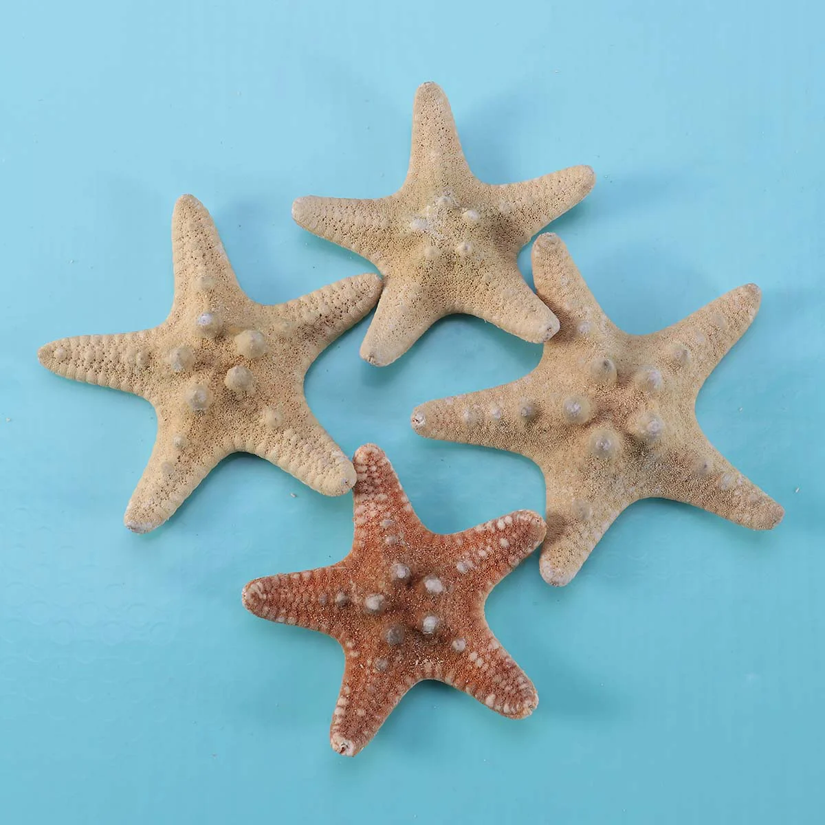 Decor Star Sea Ocean Animal Nautical Decoration Diy Figure Mini Finger Beach Decorations Photo Figures Party Carft Miniature
Decor Star Sea Ocean Animal Nautical Decoration Diy Figure Mini Finger Beach Decorations Photo Figures Party Carft Miniature