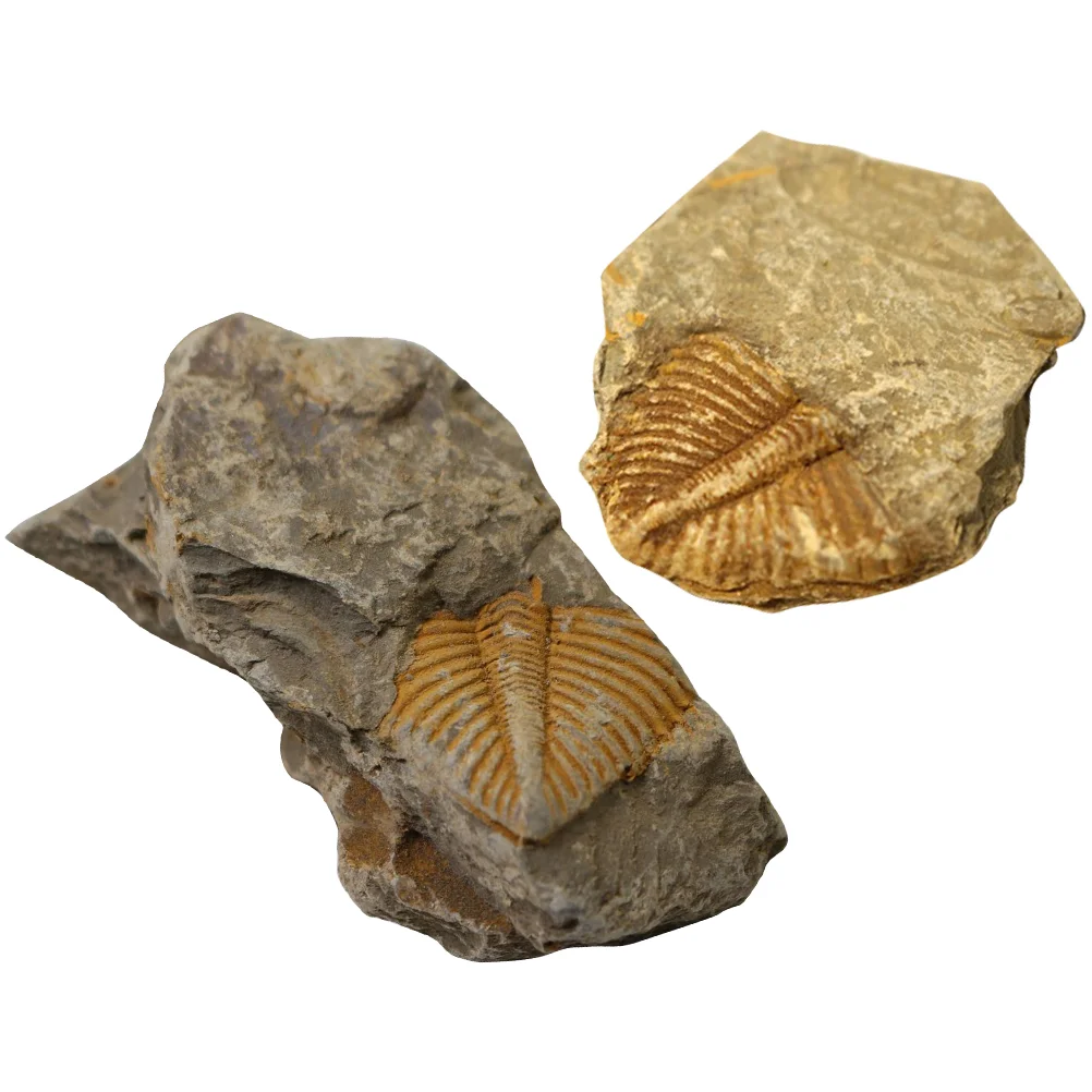Fossil Fossils Trilobite Animal Sample Teaching School Model Gemstones Ancient Specimens Kitspecimenprop Decor Realistic Genuine
Fossil Fossils Trilobite Animal Sample Teaching School Model Gemstones Ancient Specimens Kitspecimenprop Decor Realistic Genuine