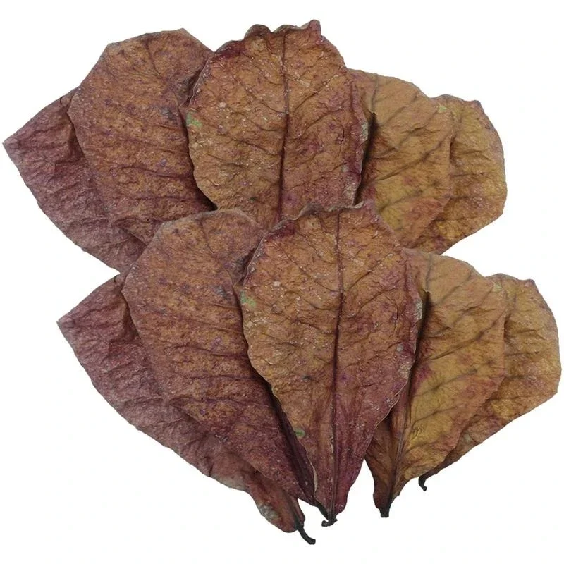 50pcs Natural Terminalia Catappa Foetida Leaves Island Almond Leaf Fish Treatments Cleaning Aquarium Tank Water Lower PH
50pcs Natural Terminalia Catappa Foetida Leaves Island Almond Leaf Fish Treatments Cleaning Aquarium Tank Water Lower PH