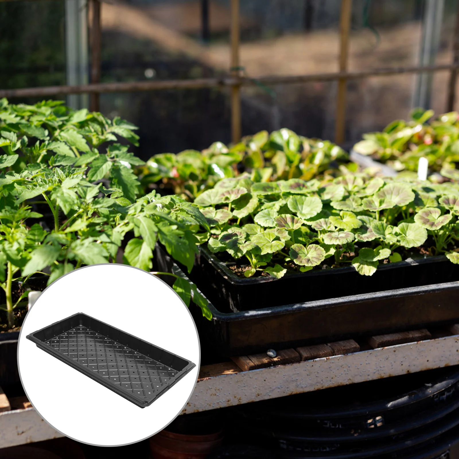 5 Pcs Tray Growing Trays Indoor Plastic Pallets Planting Holder Garden Starter Houseplants Live Vegetable
5 Pcs Tray Growing Trays Indoor Plastic Pallets Planting Holder Garden Starter Houseplants Live Vegetable